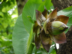 Ensete superbum