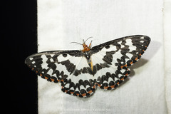 Pterothysanus laticilia