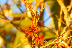 Erythrina americana