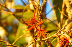 Erythrina americana