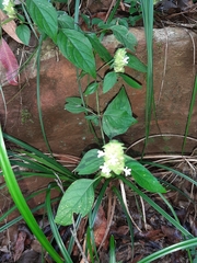 Phaulopsis imbricata