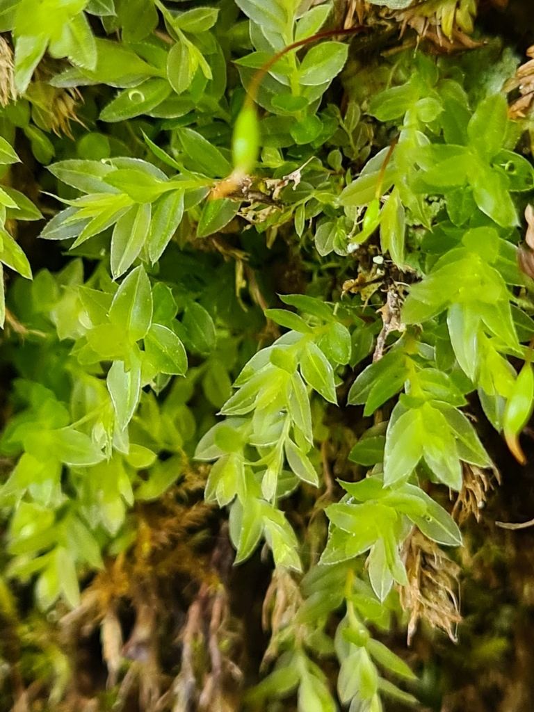 Olivegreen Calcareous Moss