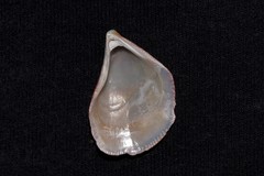 Septifer bilocularis