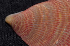 Septifer bilocularis