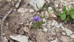 Globularia cordifolia