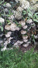Viburnum