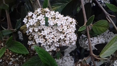 Viburnum