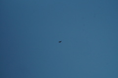 Streptoprocne rutila