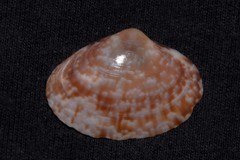Mactra achatina