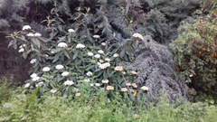 Viburnum