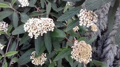 Viburnum