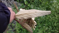 Viburnum