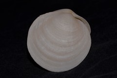 Prophetilora simplex