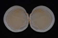 Prophetilora simplex