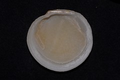 Prophetilora simplex