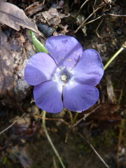 Vinca minor