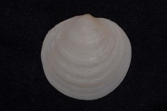 Prophetilora simplex