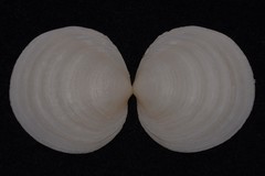 Prophetilora simplex