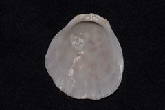 Spondylus nicobaricus