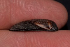 Barbatia amygdalumtostum