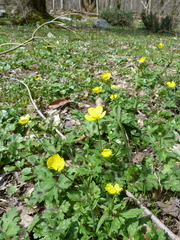 Ranunculus constantinopolitanus