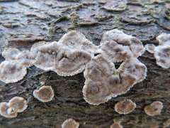 Cylindrobasidium evolvens