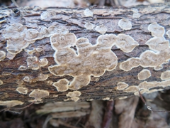 Cylindrobasidium evolvens