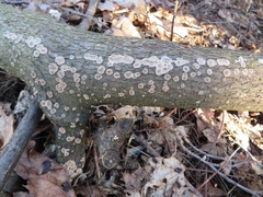 Cylindrobasidium evolvens