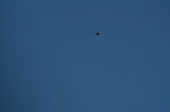 Streptoprocne rutila