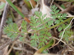 Selinum carvifolia