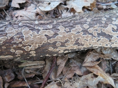 Cylindrobasidium evolvens