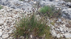 Schoenus nigricans