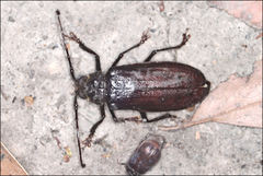 Cnemoplites blackburni