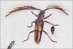 Piesarthrius marginellus