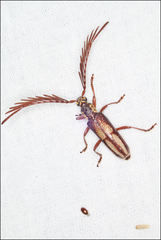 Piesarthrius marginellus