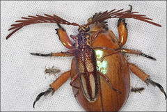 Piesarthrius marginellus