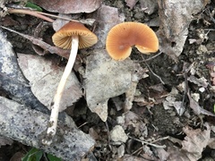 Conocybe ochrostriata