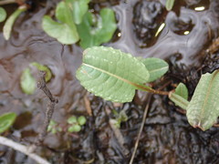 Bistorta officinalis