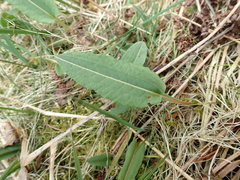 Bistorta officinalis