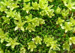Cherleria sedoides