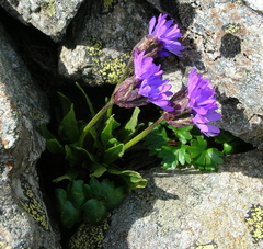 Primula glutinosa