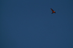 Streptoprocne rutila