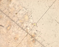 Conocybe ochrostriata