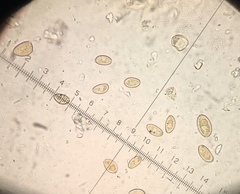 Conocybe ochrostriata