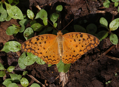 Phalanta phalantha phalantha