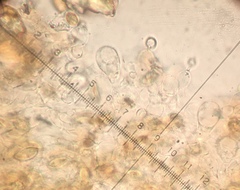 Conocybe ochrostriata