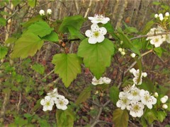 Crataegus gattingeri