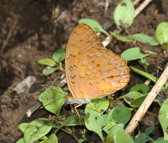 Phalanta phalantha phalantha