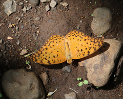 Phalanta phalantha phalantha