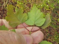 Crataegus gattingeri
